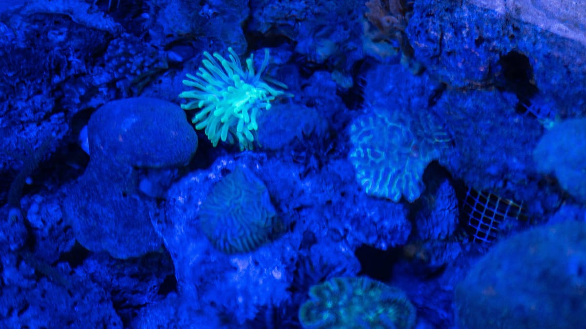 Jardines de Coral: restauración colaborativa en Caribe