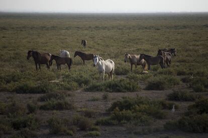 Para evitar el paludismo en la época de los setenta se drenaron varias lagunas que limitaron la capacidad de retanción de agua de lluvia y escorrentía en los humedales. En la imagen, caballos salvajes en el Parque Nacional de Doñana.