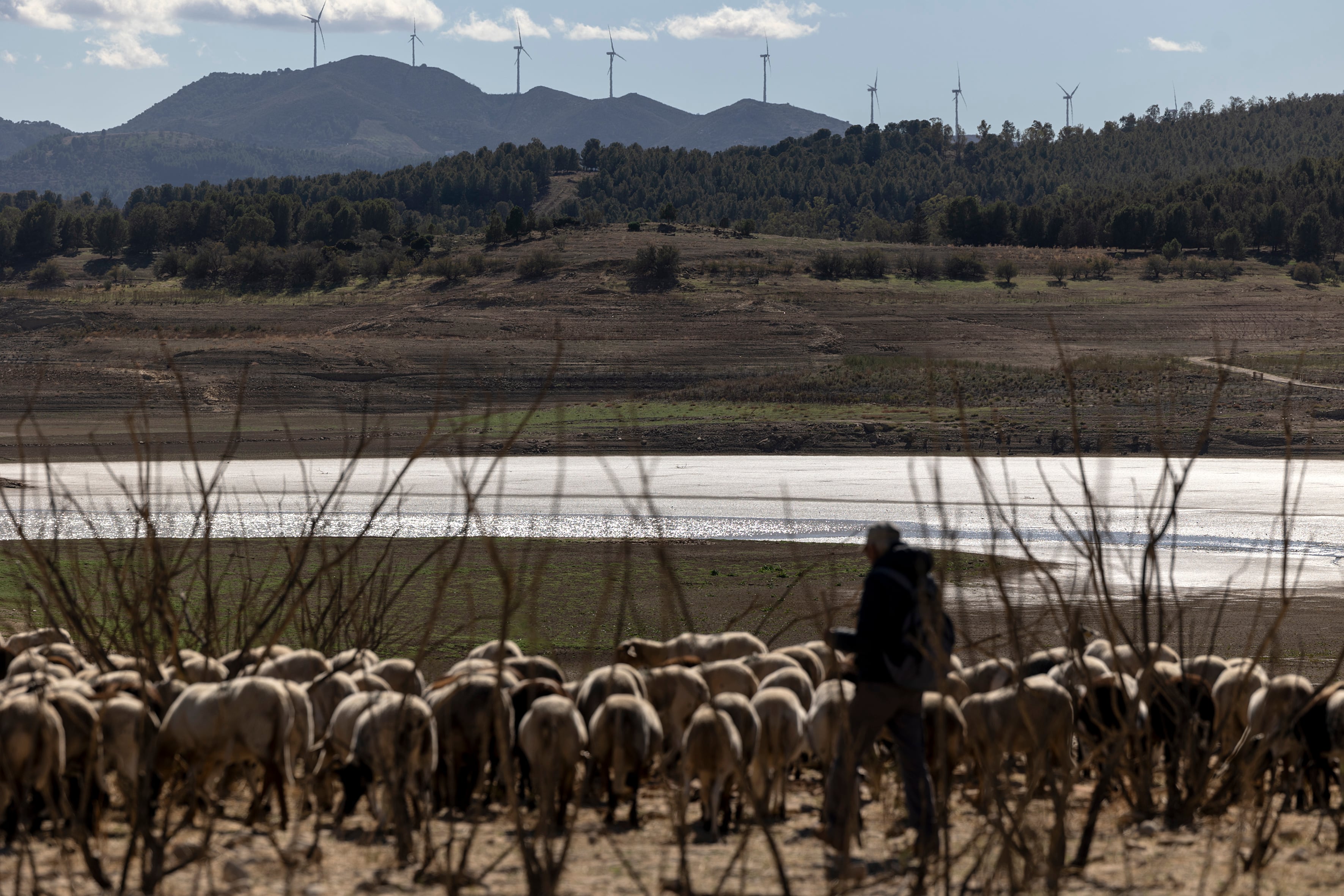 Un pastor con sus ovejas en el embalse seco del Guadalteba.