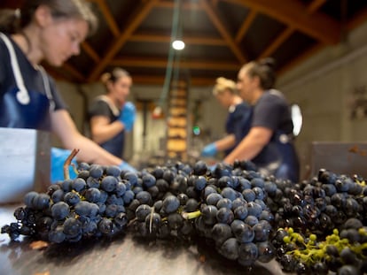 Proceso de selección de la uva en una bodega de la denominación de origen Rioja, en Logroño.