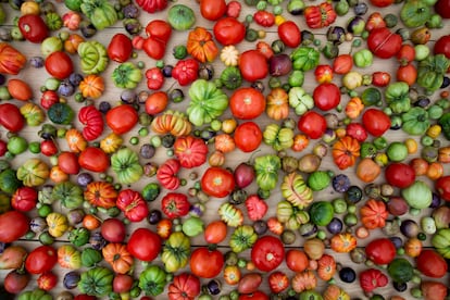 En Levadura de Olla sirven distintos tipos de tomates oaxaqueños.