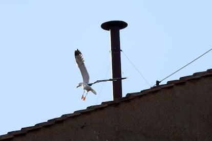 Una gaviota aterriza en el techo de la Capilla Sixtina. donde los cardenales se reúnen para el cónclave que elegirá al nuevo pontífice