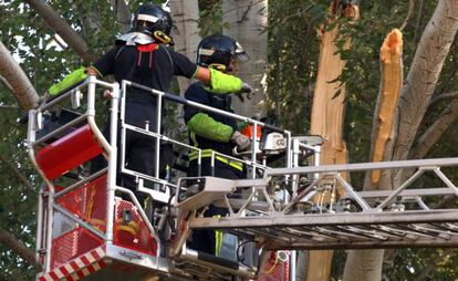 Bomberos del Ayuntamiento apean la rama ca&iacute;da en el Retiro.