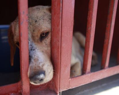 One of the dogs that was caught near the site of the four fatal maulings sits inside a cage at a city dog pound in Mexico City.