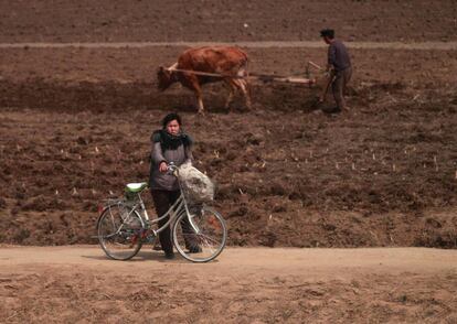 Una mujer observa el paso del tren, al tiempo que un trabajador ara el campo con un buey, al noroeste de Pyongyang.