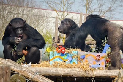 Chimpancés en proceso de rehabilitación en la fundación Mona.