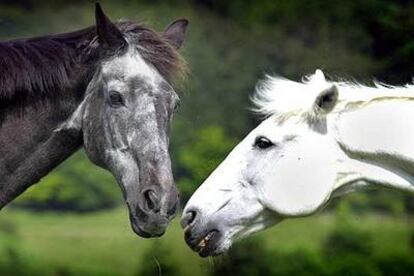 Caballos en un festival en Buckinghamshire, Inglaterra.