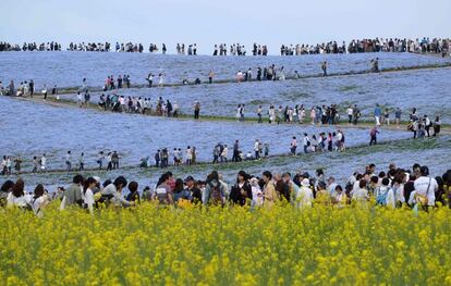 Gente presencia las floraciones de nemophila en un parque en la prefectura de Ibaraki, Japón.