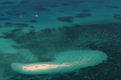 Las miles de especies que viven en la Gran Barrera de Coral podrían extinguirse en solo unas décadas.