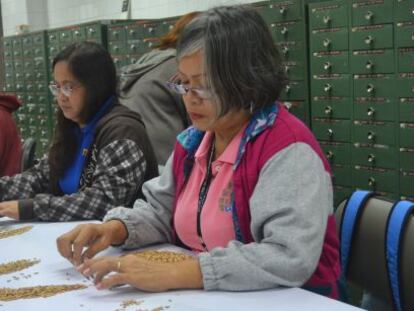 Trabajadores del Instituto Internacional de Investigación del Arroz (IRRI), en Los Baños (Filipinas), seleccionan las semillas que posteriormente se analizarán en los laboratorios del centro.