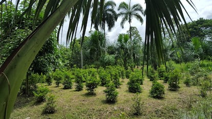 Plantación de Zafrú Fruta Milagrosa. Imagen proporcionada por la empresa. 