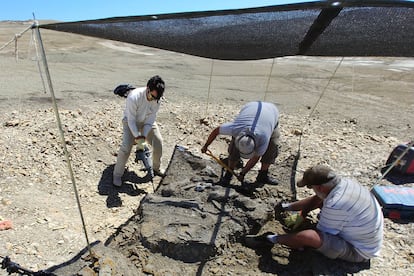 Titanosaurio paleontología