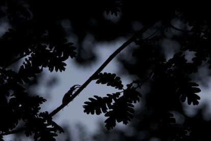 El autor de la imagen lleva una década retratando la vida de este animal en bosques de Soria, Zaragoza y los Pirineos. 