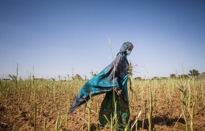 Fatuma Abdi Dalmar ha sido agricultora toda su vida. Sus cultivos se han visto gravemente afectados por la invasión de enjambres de langostas. Los perdió casi todos.