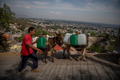 Un hombre utiliza burros para transportar galones de agua en el barrio de Xochimilco, Ciudad de México.