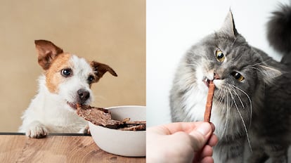 snacks mascotas zooplus: perros y gatos tambin pueden comer sano en el espacio entre comidas principales