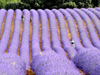 Campos de lavanda 
en Brihuega (Guadalajara). 