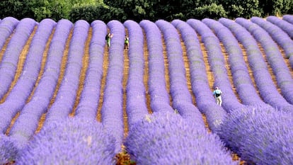 Campos de lavanda 
en Brihuega (Guadalajara). 