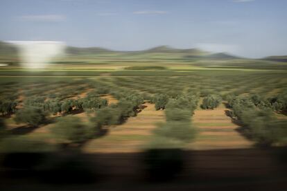 De nuevo en tierras manchegas nos encontramos con una plantación de olivos.
