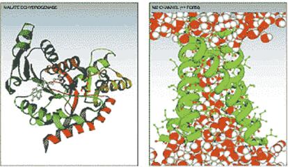 Simulación de la estructura de una enzima, que muestra el mecanismo catalítico, que acelera una reacción específica. A la derecha, simulación de un canal iónico en el virus A de la gripe que juega un papel esencial en la infección.