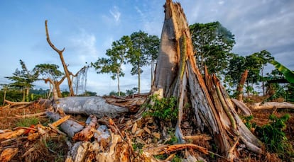 Varios &aacute;rboles destrozados en un bosque tropical de Costa de Marfil.