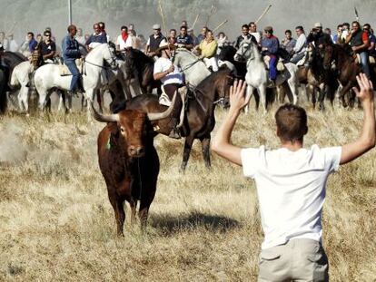 Fiesta de El Toro de la Vega de 2013.