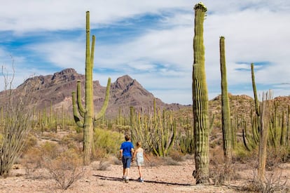 Saguaros en el desierto de Sonora, cerca de Tucson (Arizona, EE UU). 