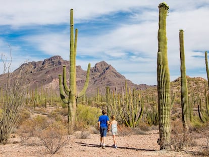 Saguaros en el desierto de Sonora, cerca de Tucson (Arizona, EE UU).