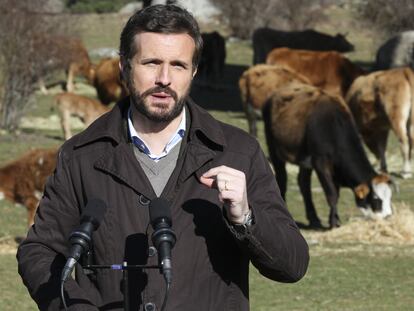 El presidente del PP, Pablo Casado, durante una visita a una explotación ganadera extensiva de vacuno, el viernes, en Navas del Marqués, Ávila.