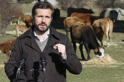 El presidente del PP, Pablo Casado, durante su visita a una explotación ganadera extensiva de vacuno, el pasado 14 de enero, en Navas del Marqués, Ávila, Castilla y León.