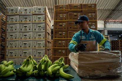 Un trabajador empaca bananos en las instalaciones de exportación de Uniban, en Colombia, en marzo de 2024.