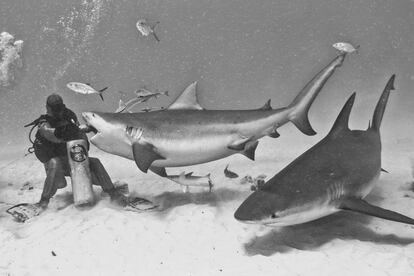 "Feeding" de tiburones