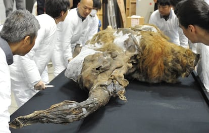 Un grupo de investigadores mueven con mucho cuidado los restos del mamut mejor conservados hasta el momento.