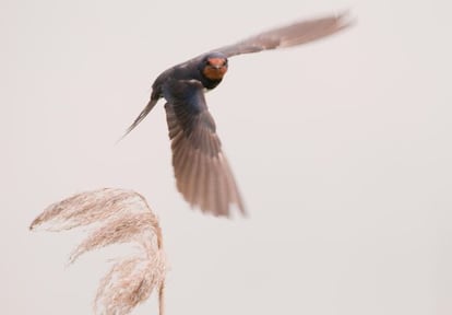 Golondrina com&uacute;n.