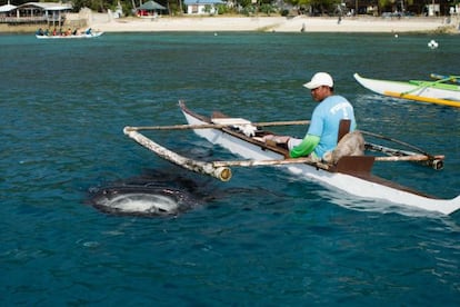 En Oslob alimentan con plancton a los tiburones ballena para asegurar su presencia cercana a la costa.