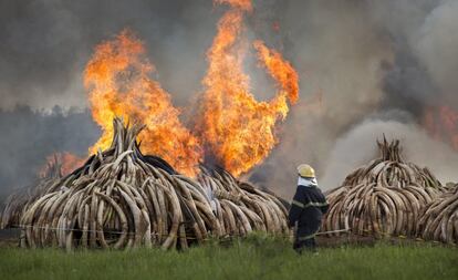 Con la quema de más de 105 toneladas de marfil culmina el encuentro 'The Giants Club' en el que líderes africanos, científicos y expertos han abordado en Kenia la crisis de la caza furtiva para buscar una solución conjunta que permita salvar la fauna del continente. En la imagen, un bombera controla el fuego el 30 de abril de 2016.