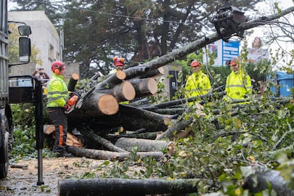 Los operarios de Parques y Jardines talan los árboles caídos en el Parque del Castro de Vigo tras el paso de la borrasca Kirk, este miércoles. 