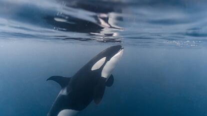 Una orca en el mar de Noruega, en el nordeste de océano Atlántico, se come un arenque cerca de la superficie.