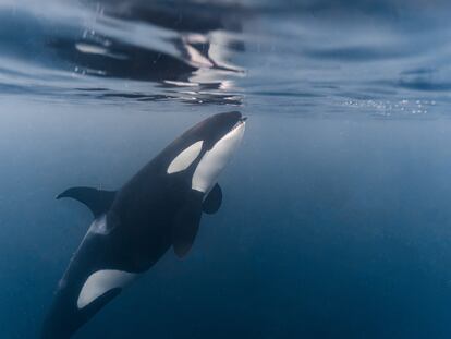 Una orca en el mar de Noruega, en el nordeste de océano Atlántico, se come un arenque cerca de la superficie.