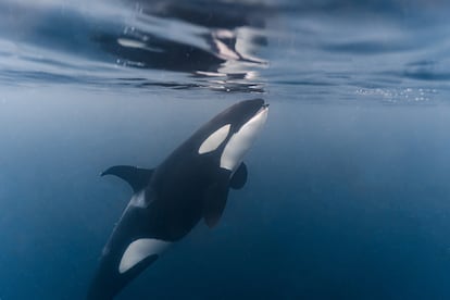 Una orca en el mar de Noruega, en el nordeste de océano Atlántico, se come un arenque cerca de la superficie.