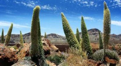 Paisaje de las Cañadas.