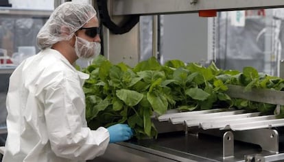 El Zmapp se produce en plantas de tabaco como las de la imagen