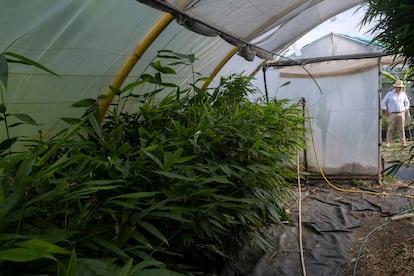 Experimental greenhouse with bamboo species.