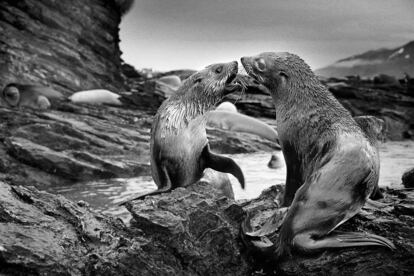 Una pareja de focas en una de las islas 
de la Antártida.