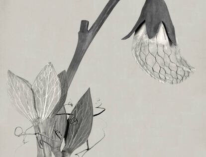 Art Forms in Mechanism VI, 2009-printed 2016 (detail) © Linarejos Moreno