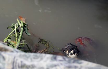 Una muñeca flota en un riachuelo tras el paso del huracán Matthew por Haití.