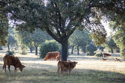 Vacas pastando en los campos de Salamanca. 