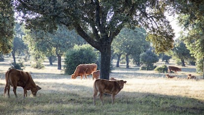 Vacas pastando en los campos de Salamanca. 