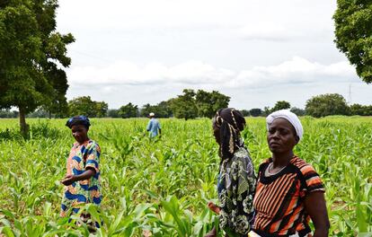 Un grupo de mujeres arranca hierbas en Houndé, Burkina Faso. Las mujeres rurales suponen aproximadamente el 43 por ciento de la mano de obra agrícola