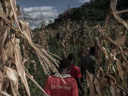 El agricultor Dino Alberto y dos chicos del pueblo se dirigen al campo de maíz de Dino en el pueblo de Chelecoa. Algunos agricultores de la vecina población de Txepa afirman que los representantes de las empresas con sede en Niassa que fueron a visitar la población les prometieron semillas gratis. Después, la misma cantidad de semillas que les prometieron se vendió en el mercado local.
